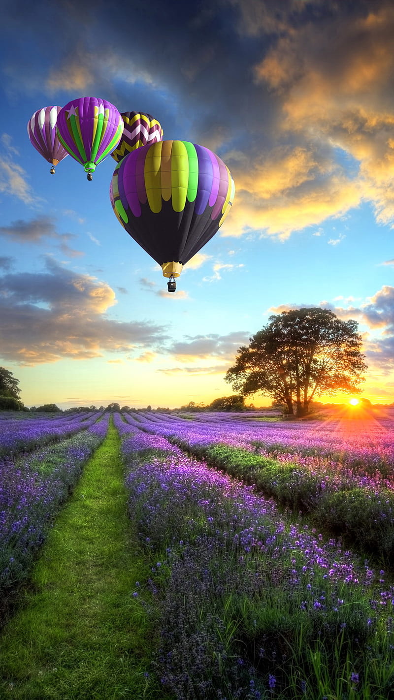 Lavender Field, balloons, flowers, sunset, HD phone wallpaper