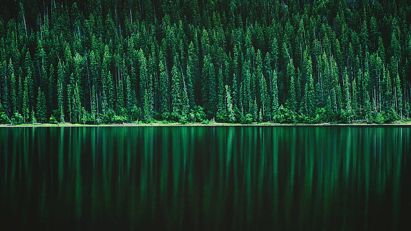 pine forest, trees, lake, reflection, scenery, Nature, HD wallpaper