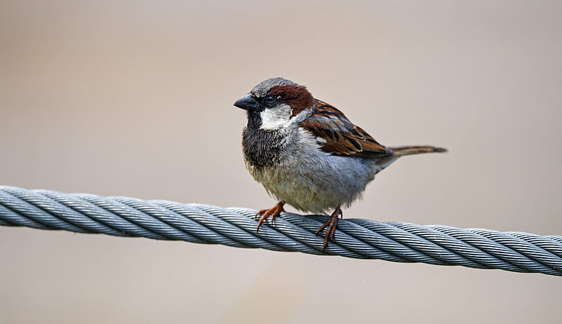 sparrow, bird, wire, HD wallpaper