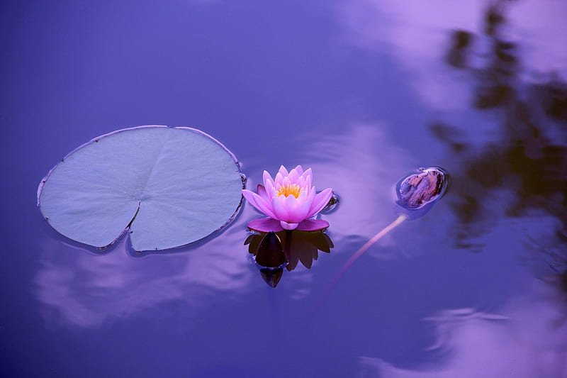 Water lily in purple, cool, Water lily, purple, fun, nature, lake, HD wallpaper
