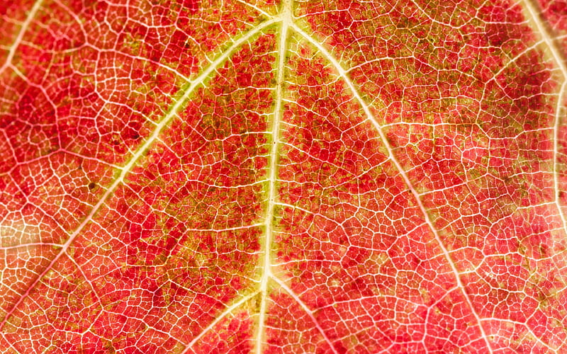 red leaves texture leaf textures, leaves, leaves texture, red leaf, macro, leaf pattern, red leaves, autumn leaves, HD wallpaper