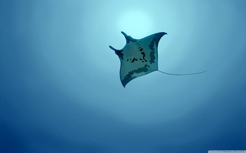 manta ray-The mysterious world of the sea, HD wallpaper