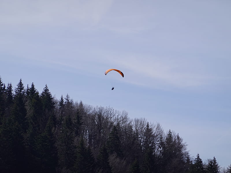 parachute, parachutist, trees, sky, HD wallpaper