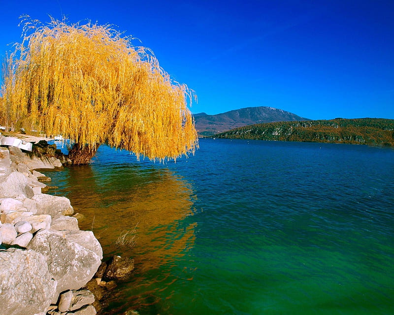 Willow, autumn tree, lake, river, tree, HD wallpaper