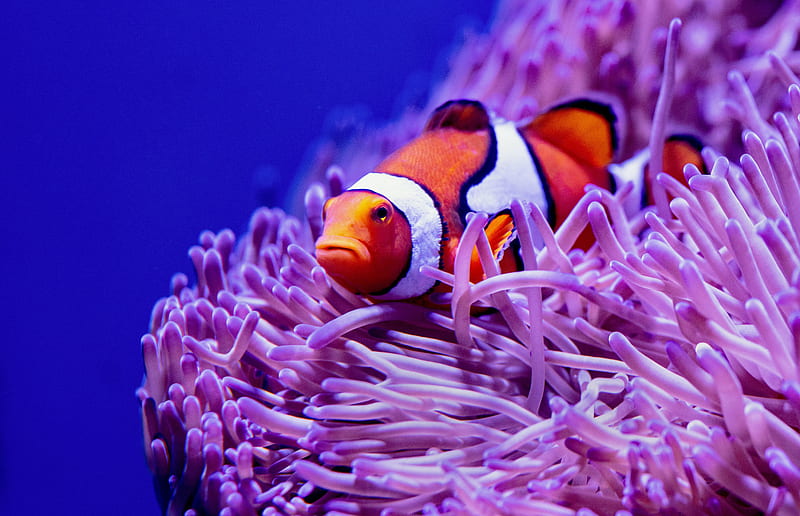clown fish, fish, corals, reef, algae, HD wallpaper