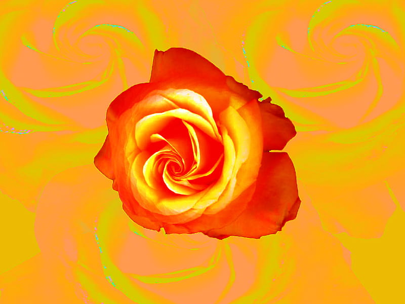 Red Rose, red, two tone rose, rose, orange, flower, HD wallpaper
