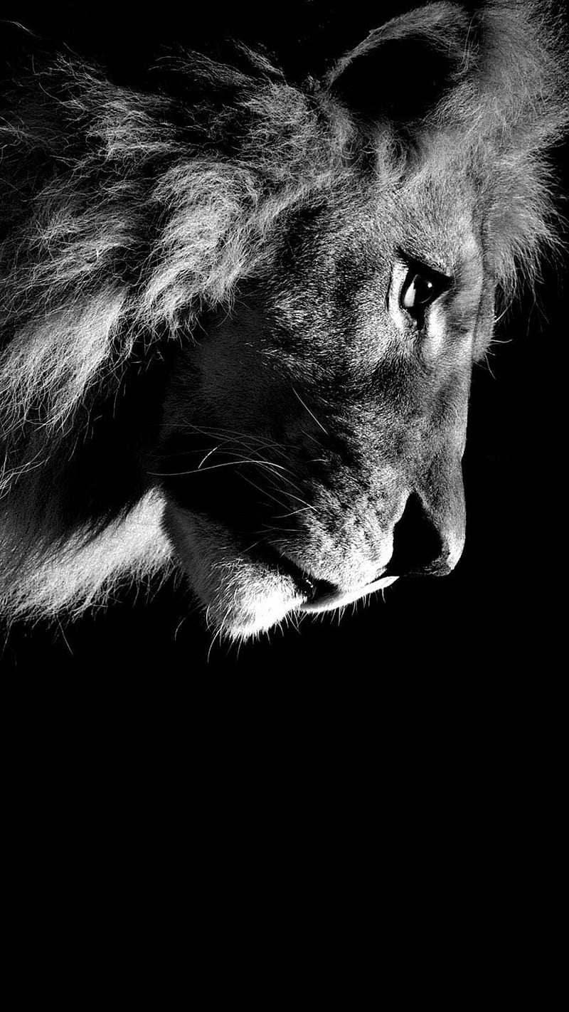 León, amoled, mejor, blanco y negro, leona, leones, nuevo amoled, Fondo de  pantalla de teléfono HD | Peakpx