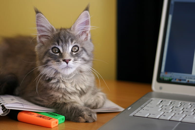 working cat, friend, laptop, cat, working, HD wallpaper
