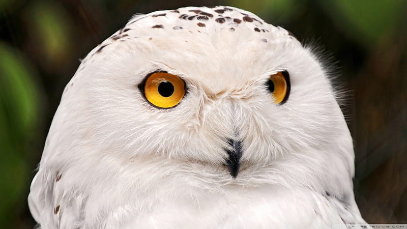Snowy Owl, BIRDS OF PREY, OWLS, BEAUTY, NATURE, HD wallpaper | Peakpx