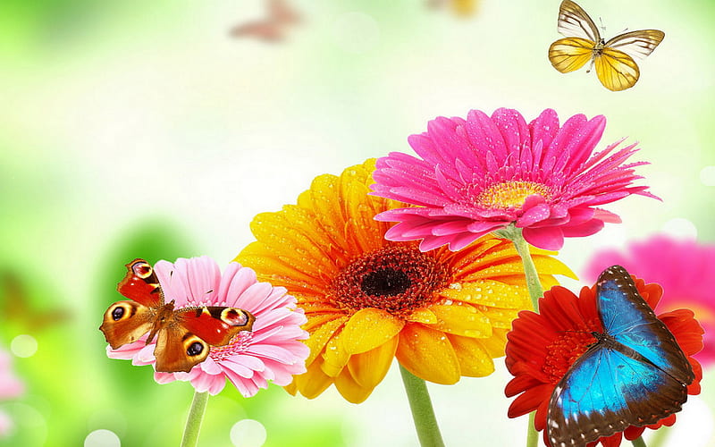 Delicate Flowers, butterflies, flowers, HD wallpaper | Peakpx