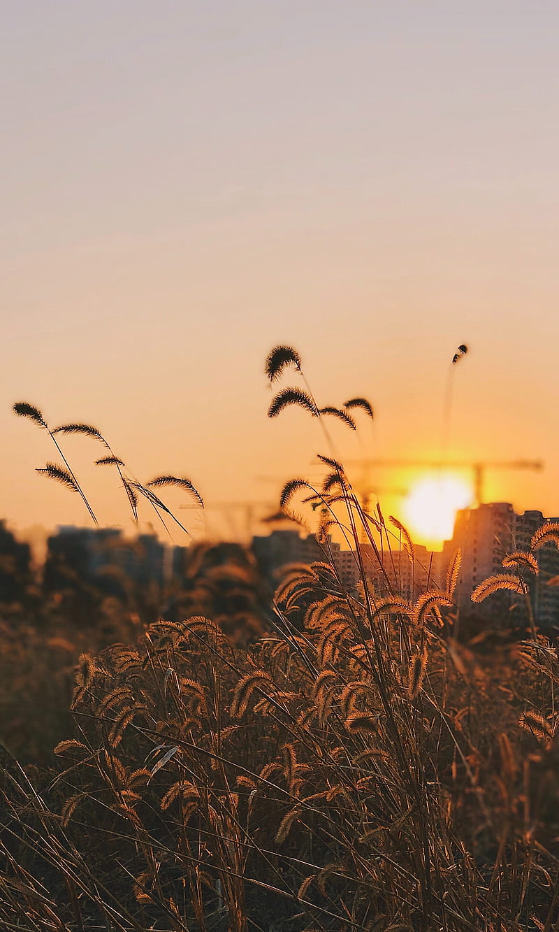 grass, ears, sunset, sun, dusk, HD phone wallpaper