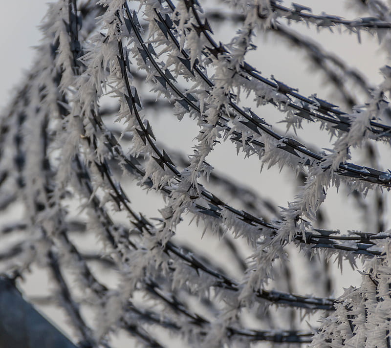 Frozen Barbed wire, fence, winter, HD wallpaper