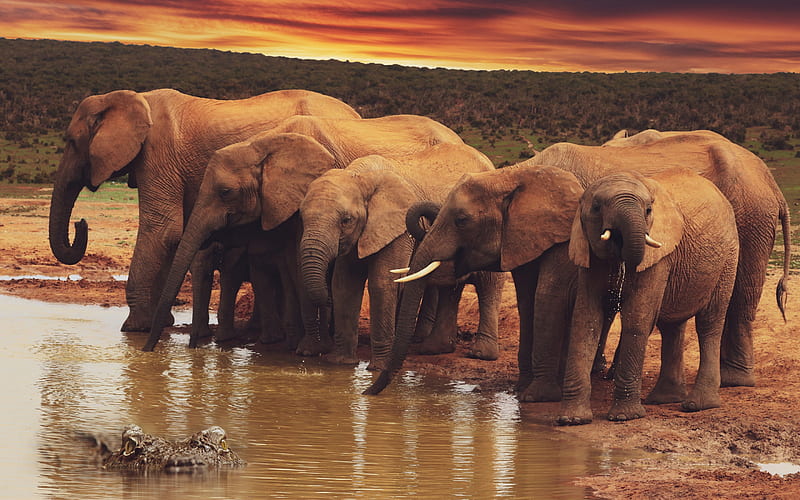 herd of elephants, evening, sunset, elephants, wildlife, Africa, crocodile and elephants, HD wallpaper