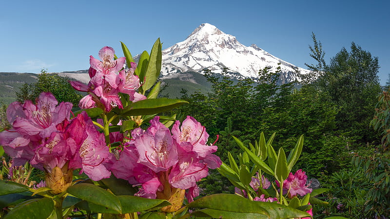Azalea Pink Flowers In White Mountain Background Flowers, HD wallpaper