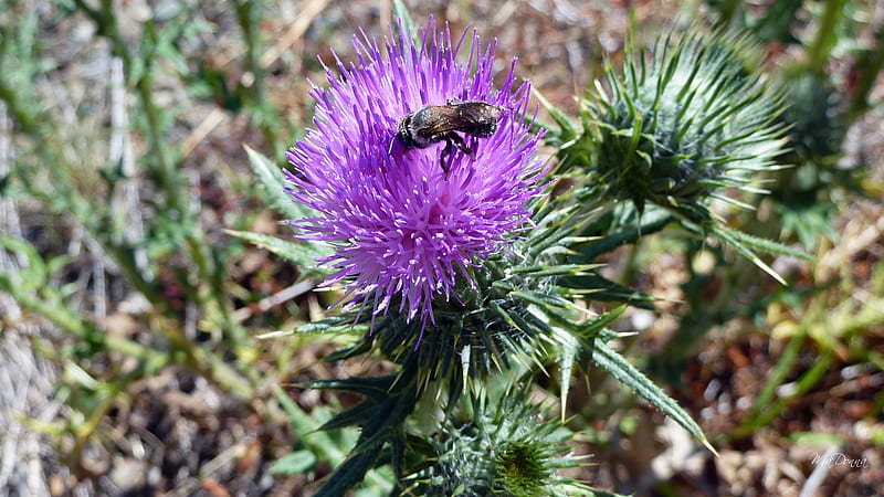 Purple Thistle Blossom and Nectar Fly, bug, fly, blossom, purple, bloom, flower, firefox persona, thistle, HD wallpaper