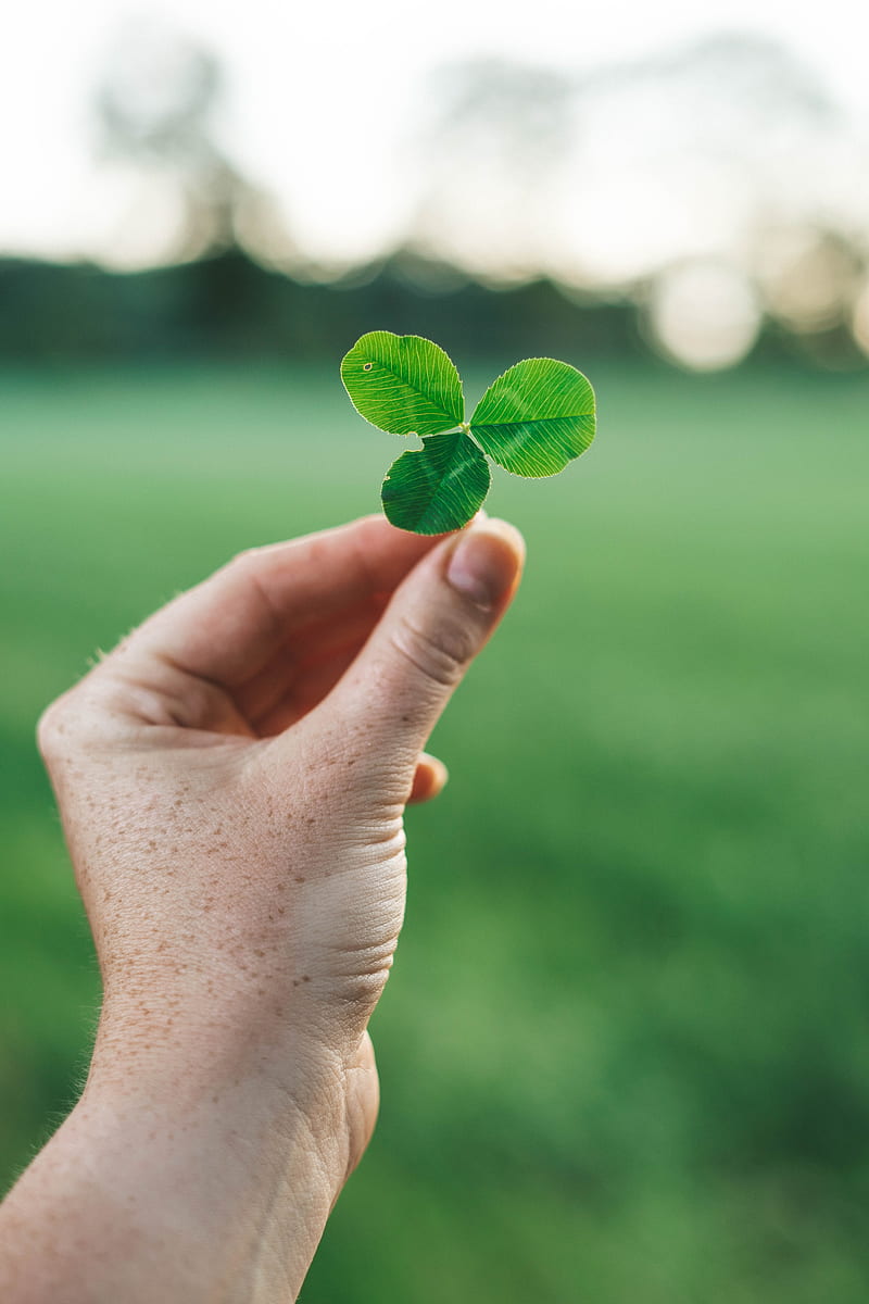 clover, hand, macro, blur, HD phone wallpaper