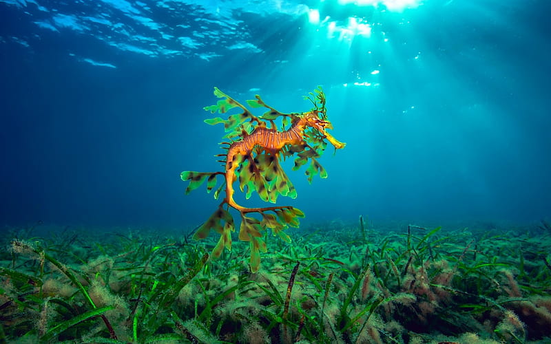 Seahorse, underwater, green, summer, animal, blue, HD wallpaper