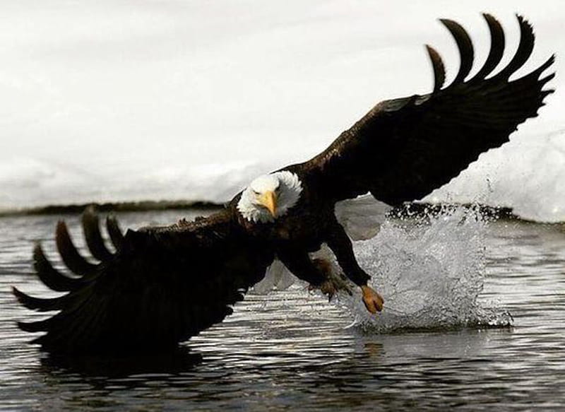 Bald Eagle, wings, bird, eagle, bald, animal, sea, HD wallpaper