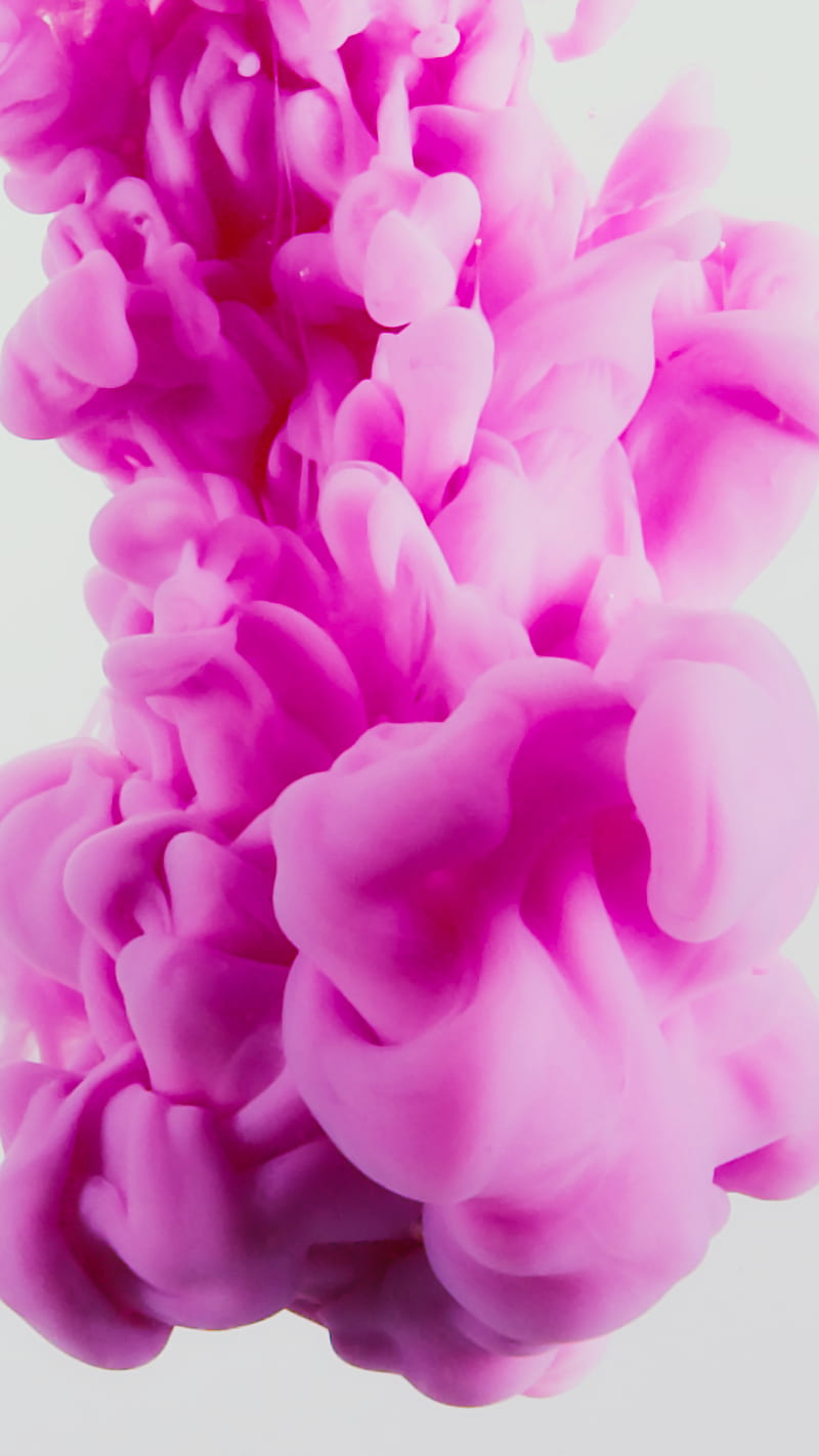 Pink Rose in Bloom Close Up, HD phone wallpaper
