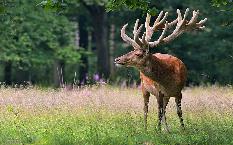 Deer horns 2020 Nature Animals, HD wallpaper