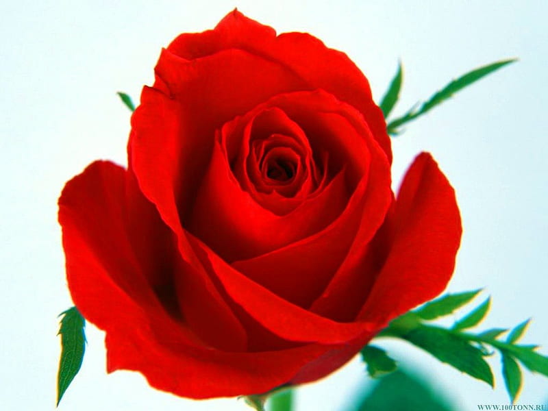 Christmas rose for Nexus friends, red, leaves, green, rose, flower, HD wallpaper