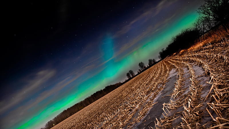 northern lights over cultivated fields, stars, northern lights, fields, trees, HD wallpaper