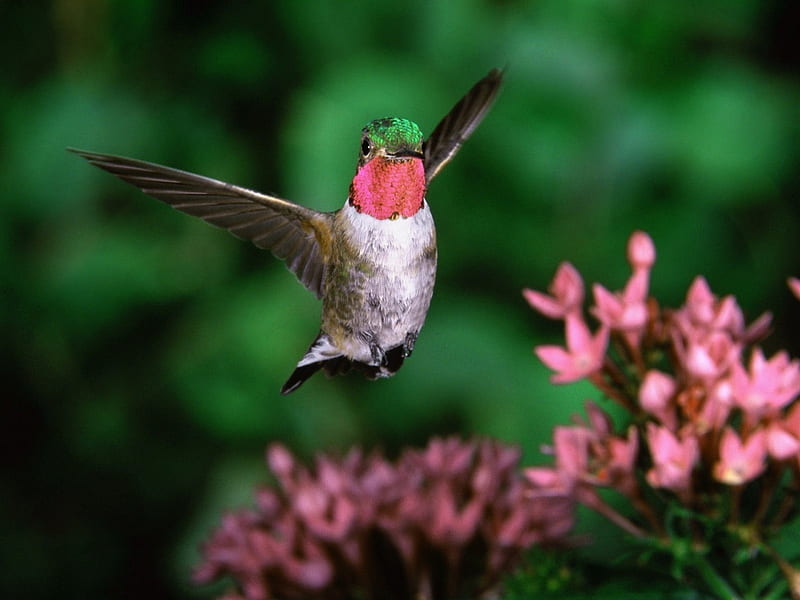 Broad-tail Humming Bird, humming, wings, broadtail, bird, flowers, animal, HD wallpaper