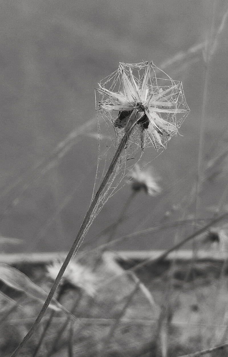 Dandelions, background, black and white, broken, flower, full, screen,  spider, HD phone wallpaper | Peakpx