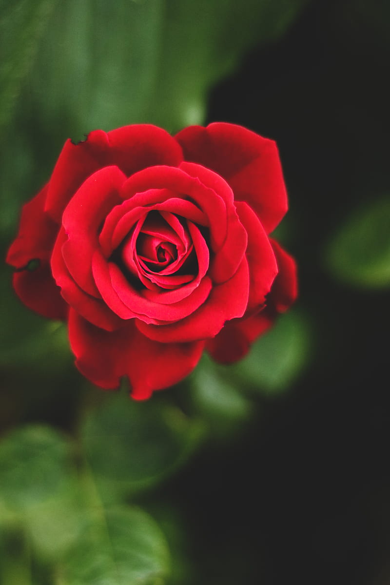 red rose, HD phone wallpaper