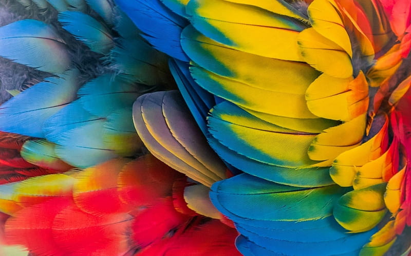 Feathers, red, colorful, yellow, parrot, wing, green, feather, texture, blue, HD wallpaper