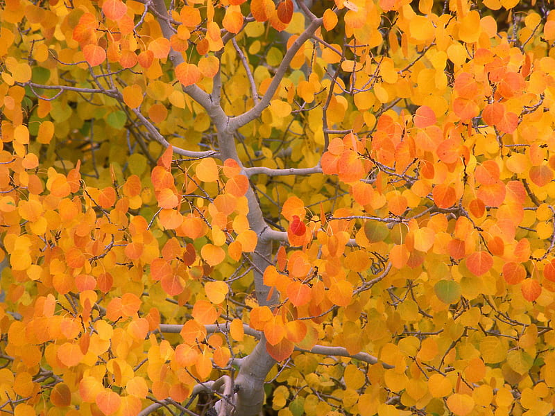 Aspen Trees in the Fall, pretty, fall, autumn, aspen trees, orange, california, bonito, leaves, sierra nevada, HD wallpaper