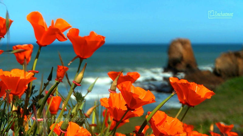 Wild Flowers, Big Sur, California, beach, poppies, ocean, pacific, blossoms, coast, HD wallpaper