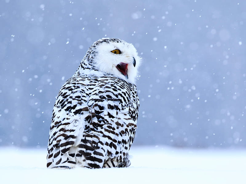 owl, white owl, polar owl, bird, snow, winter, HD wallpaper