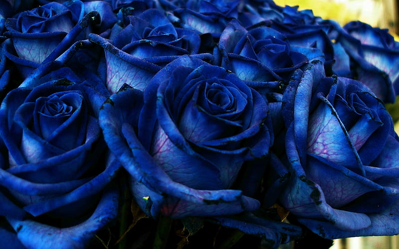 blue roses, buds, bouquet, close-up, roses, blue flowers, HD wallpaper