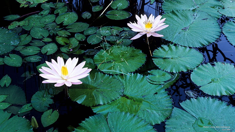 Water Lilies, lily pads, flowers, lilies, nature, white, HD wallpaper