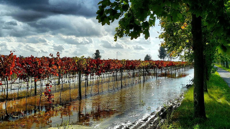 vineyards after a rain storm in hungary, tree, storm clouds, rain, vineyards, HD wallpaper