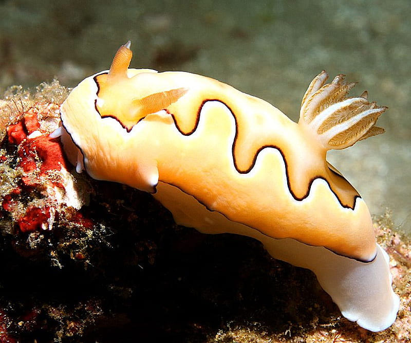 Chromodoris Coi, slugs, mollusk, reefs, underwater creature, jelly fish, HD wallpaper