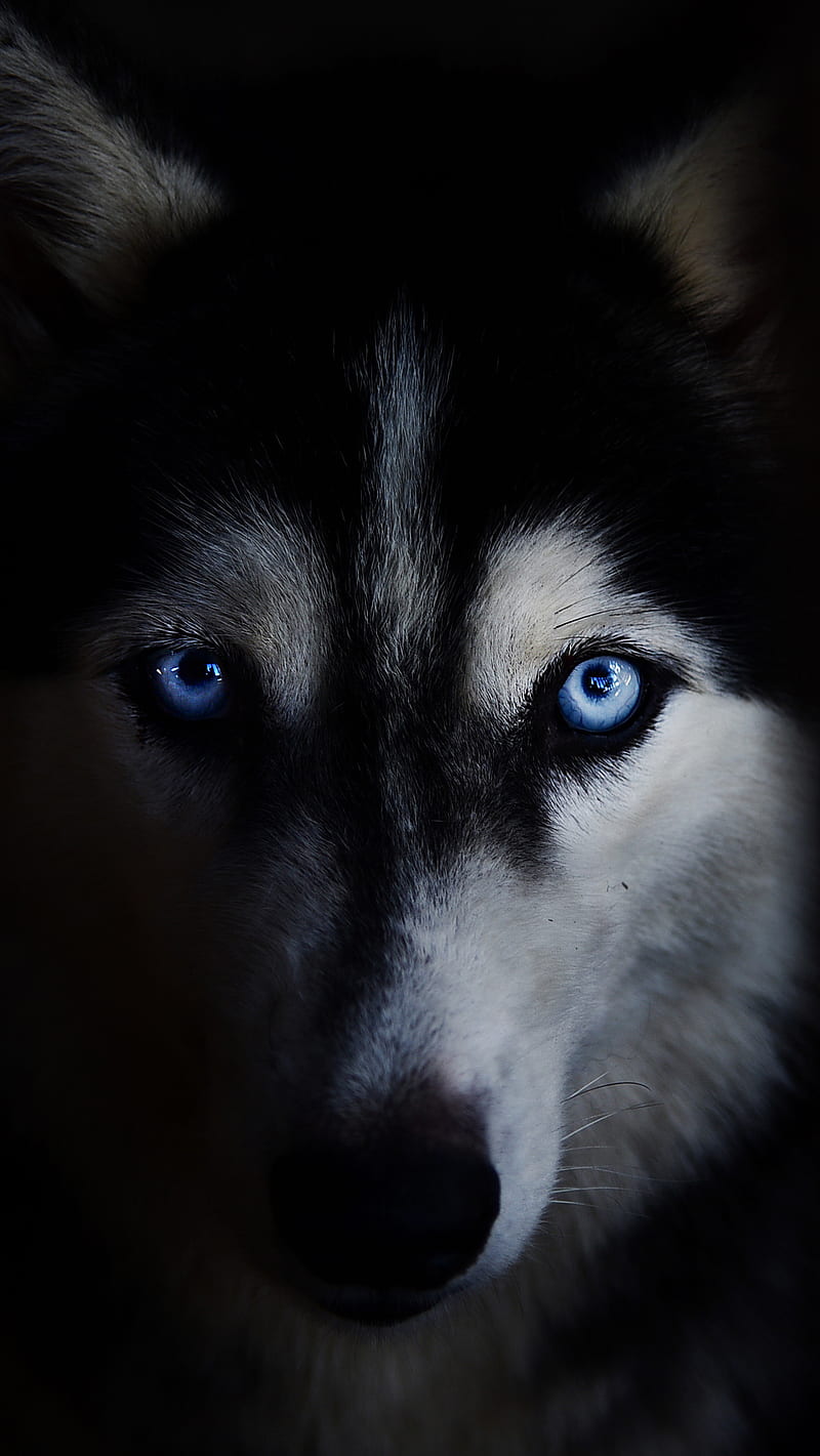 Cool Husky, dog, HD phone wallpaper | Peakpx