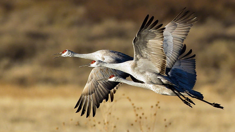 White Black Crane Birds Are Flying Above From Ground Birds, HD wallpaper