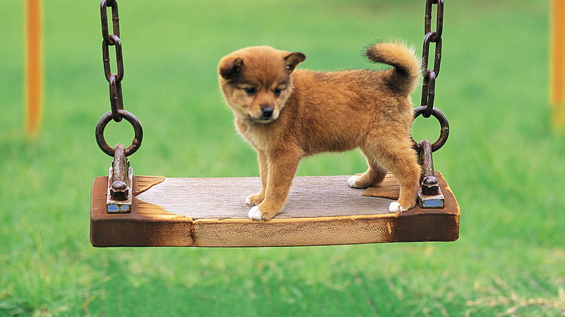 Brown Funny Dog Puppy Face On Wood Swing In Green Grass Background Funny Dog, HD wallpaper