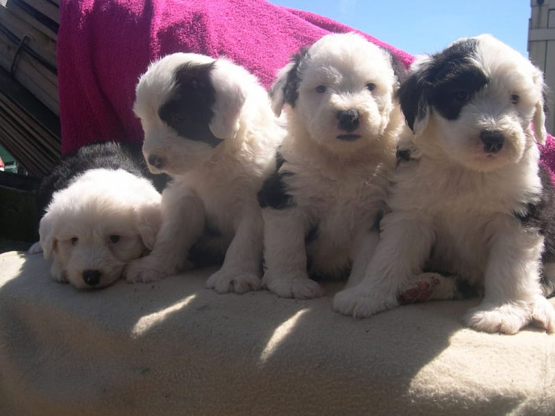 Old English sheepdog pups, black, litter, white, four, HD wallpaper