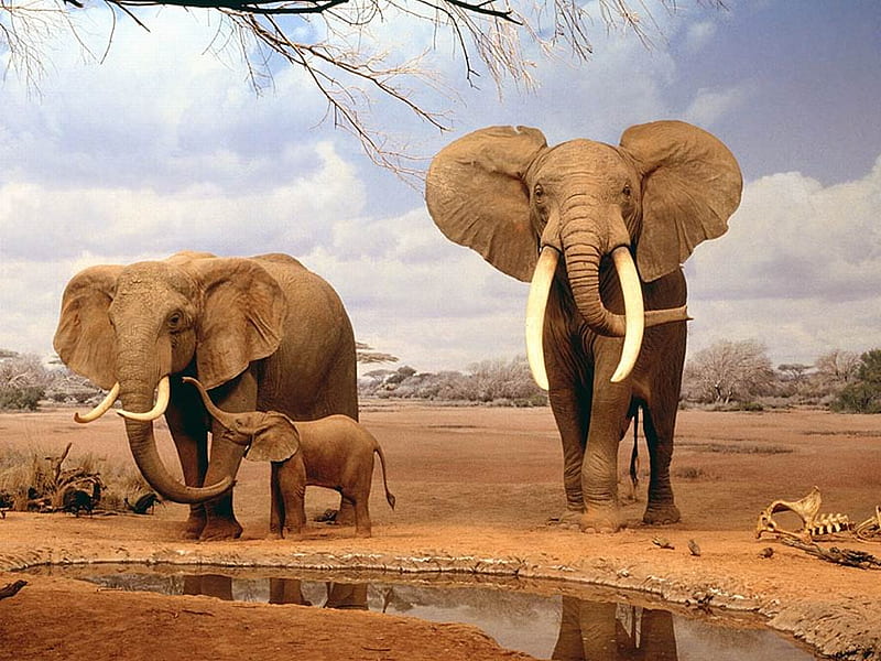 THE WORLD STRONGEST,BIGGEST AND TOUGHEST ANIMAL, jumbo elephant, super jumbo, elephant, HD wallpaper