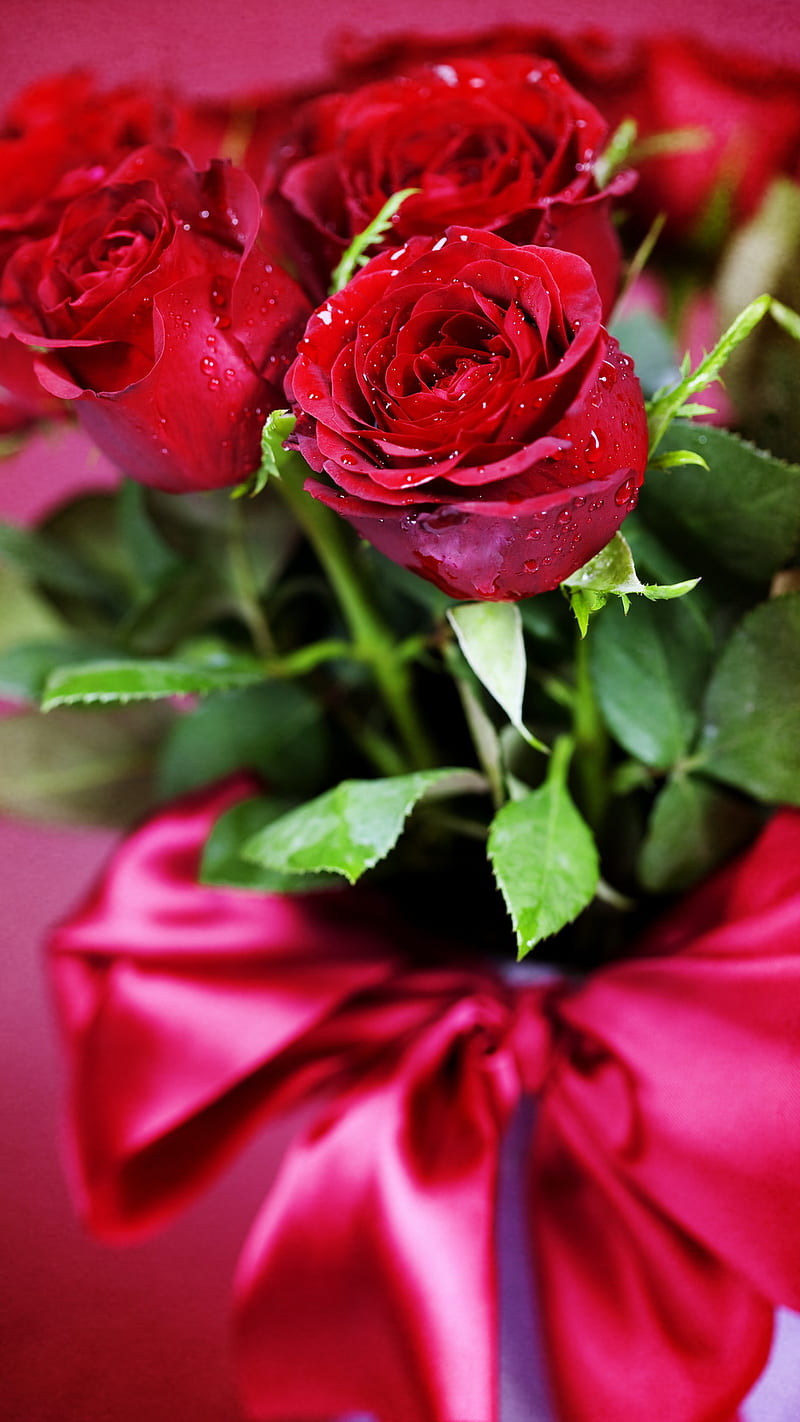 Red Roses, bonito, flowers, love, nature, symbol, HD phone ...