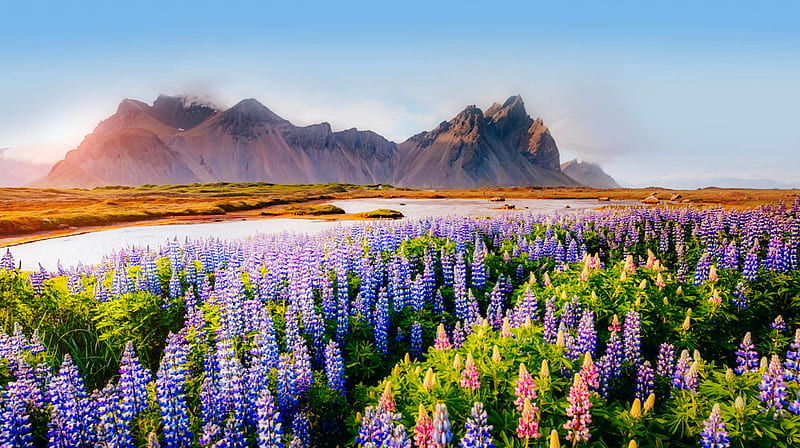 Vestrahorn lupines, sunrise, Iceland, lupine, lake, meadow, field, colorful, bonito, mountain, wildflowers, summer, HD wallpaper