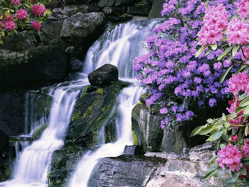 RHODODENDRON WATERFALL, shrubs, waterfalls, water, purple, plants, flowers, streams, pink, rivers, HD wallpaper