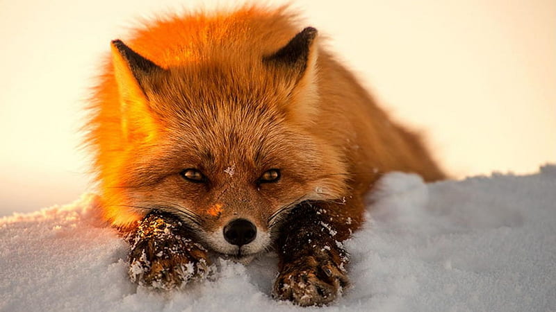 Red Fox in snow., resting, red, fox, snow, HD wallpaper