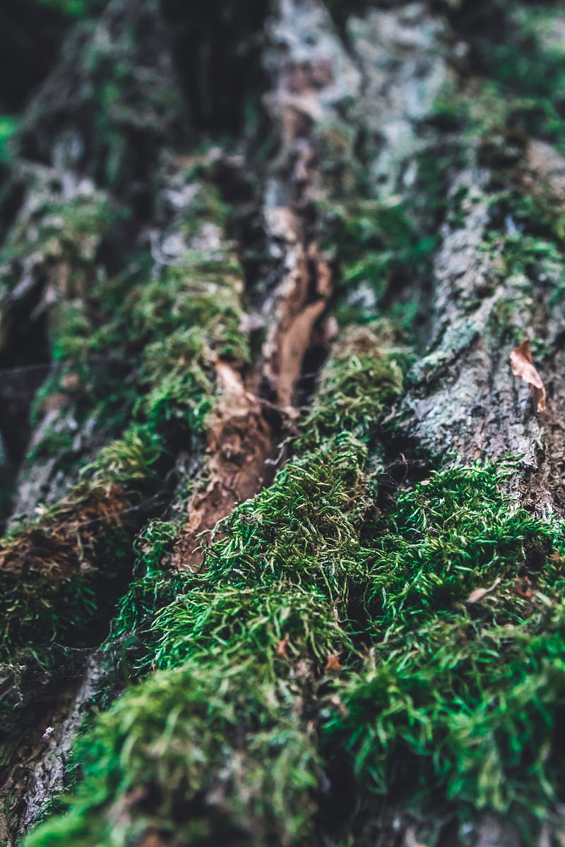 moss, bark, tree, macro, blur, HD phone wallpaper