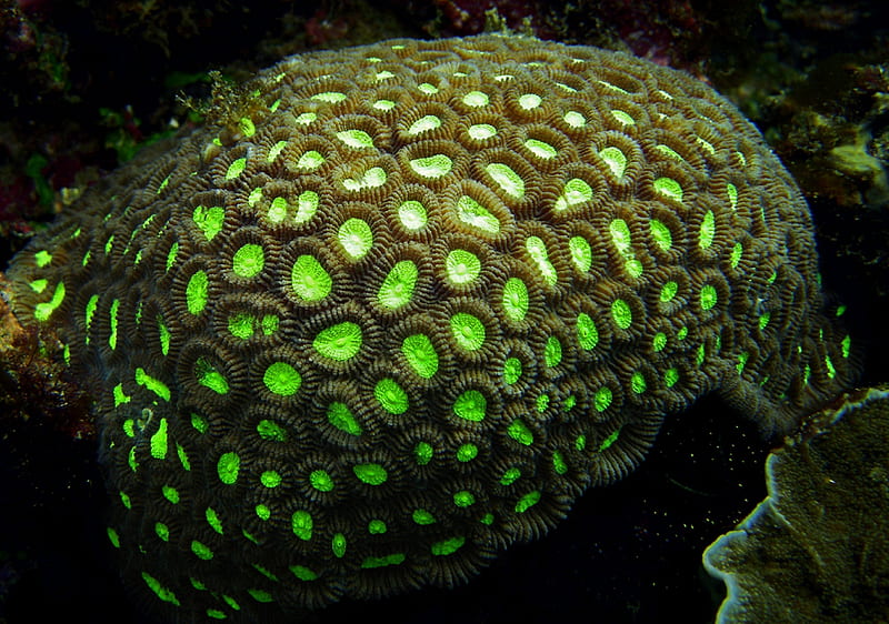 Indonesia Coral, water, green, ocean, coral, seaweed, HD wallpaper