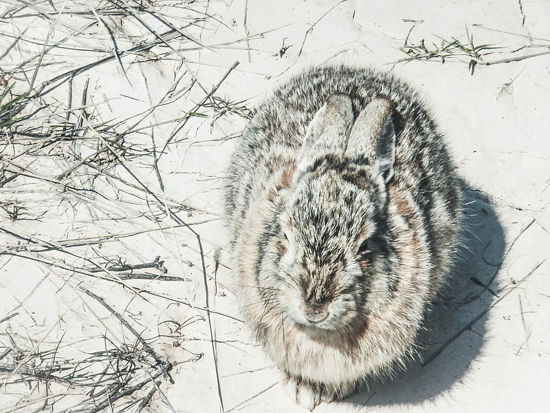 gray rabbit on snowfield, HD wallpaper