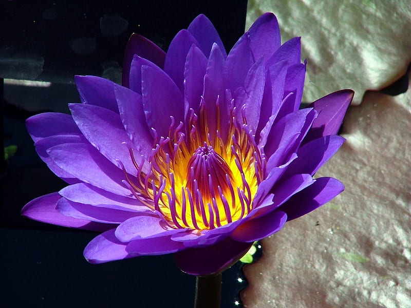 Purple Waterlily, waterlily, purple, flower, petal, ochre, HD wallpaper